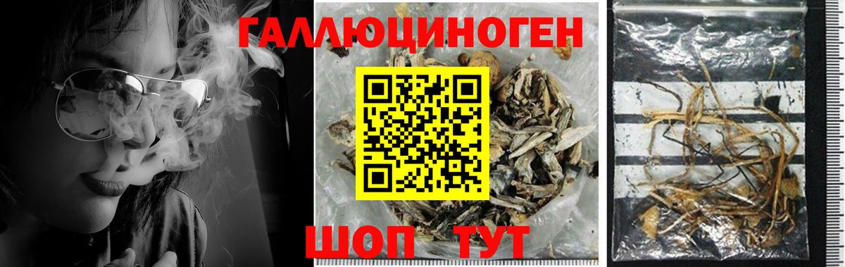 Псилоцибиновые грибы Cubensis Коммунар